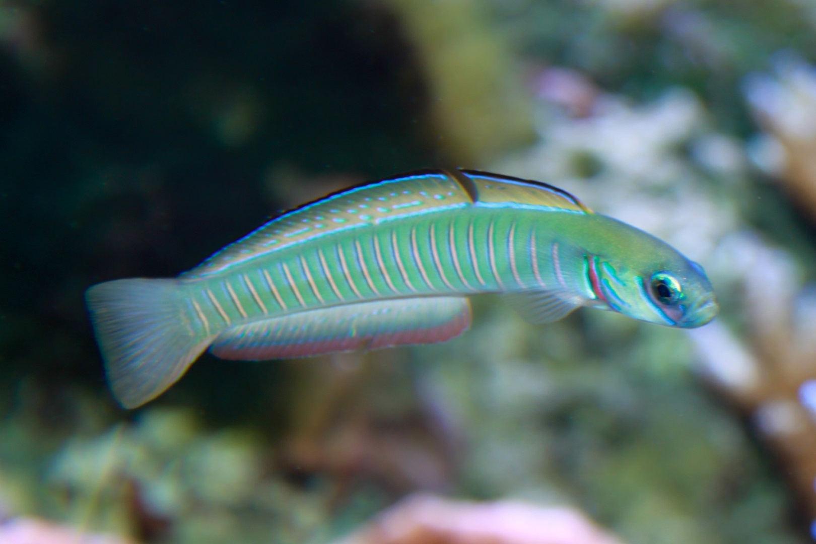 Ptereleotris Zebra (reef safe)