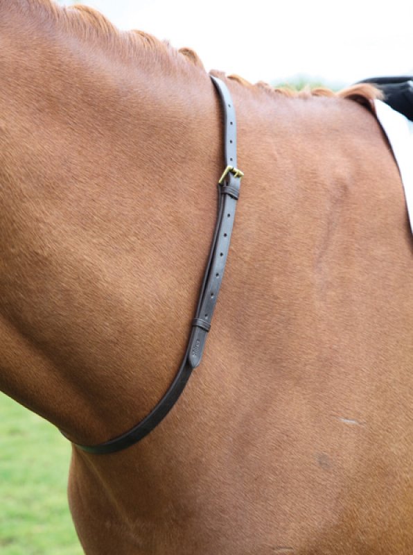Halsrem Shires Blenheim