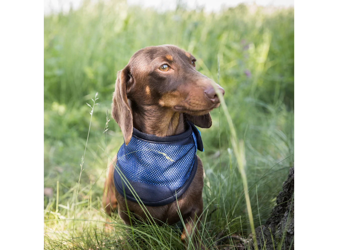 Cool On Track Hundkylscarf - Välj mellan  m, l, xl - 7