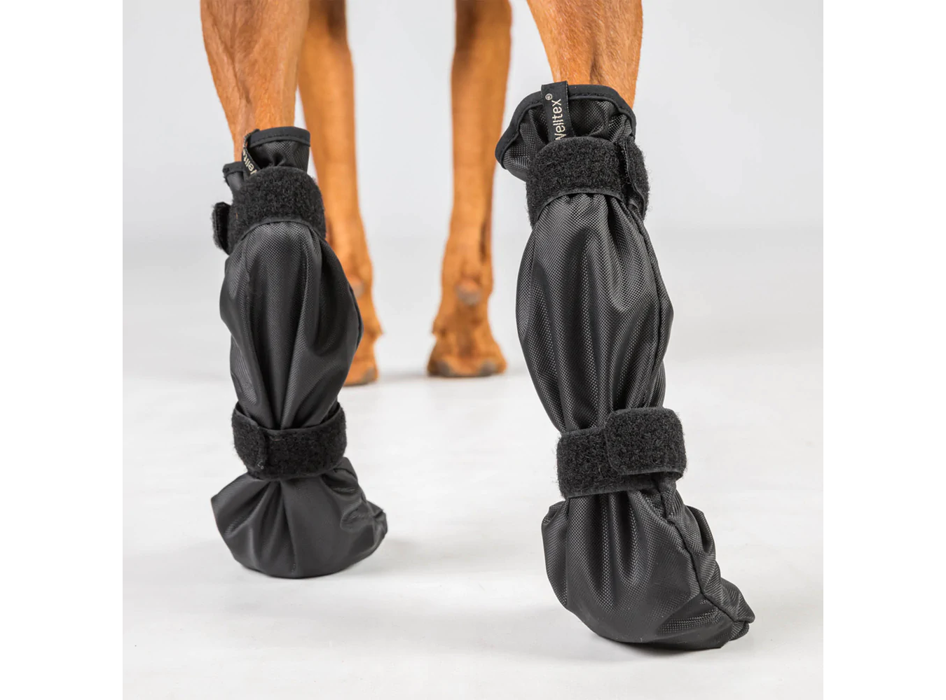 Back On Track Hundskor LOLA  (- xs, s, m, l ) - 2