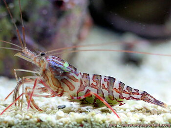 Lysmata Kuekenthali (reef safe)