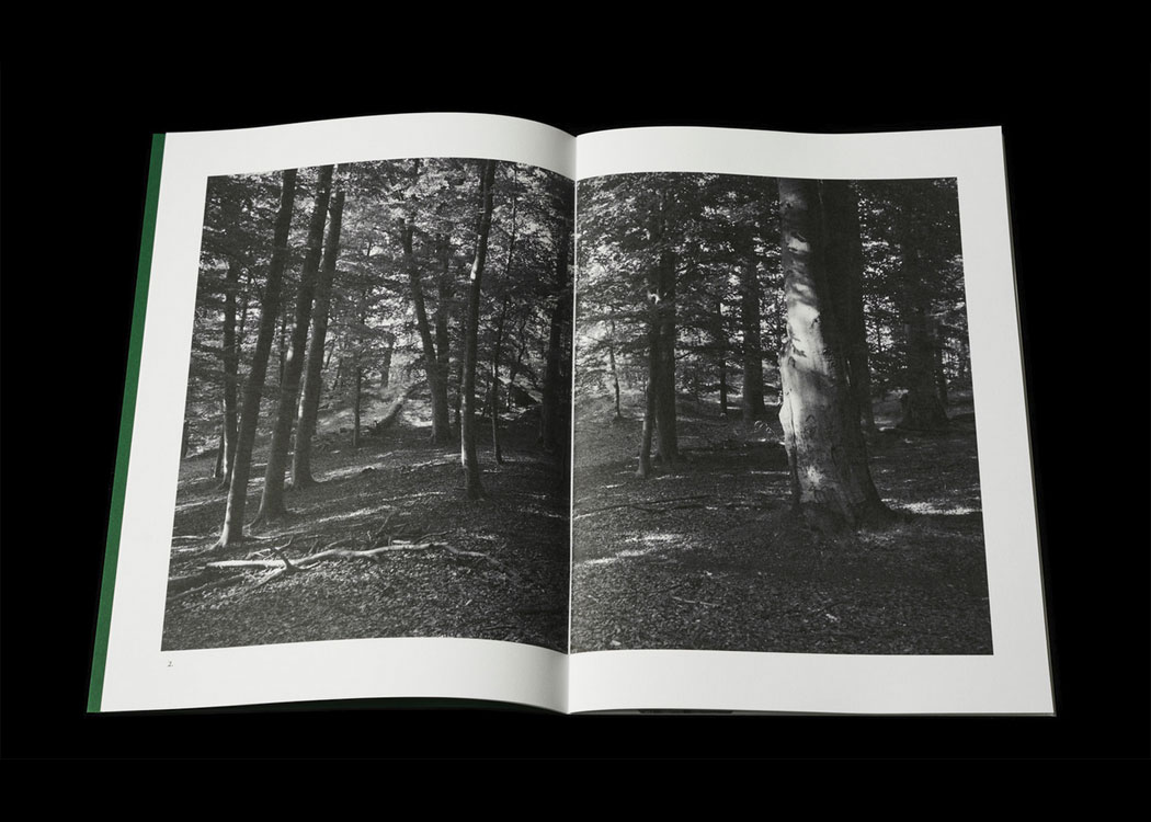 Per Englund: Swedish Arborglyphs - 4