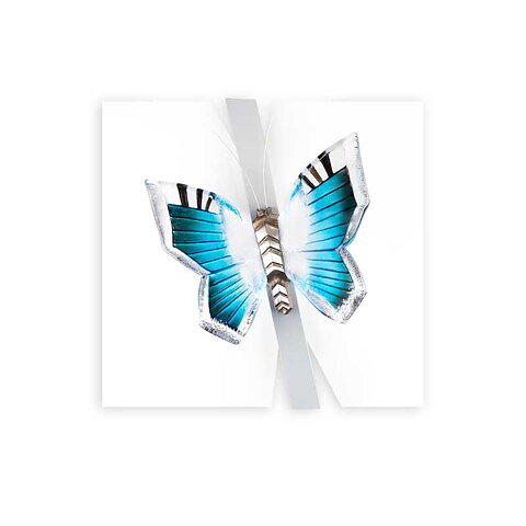 Ready to fly Ltd Ed