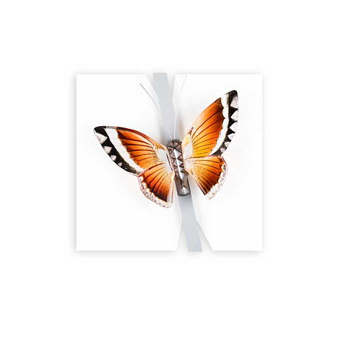 Ready to fly Ltd Ed