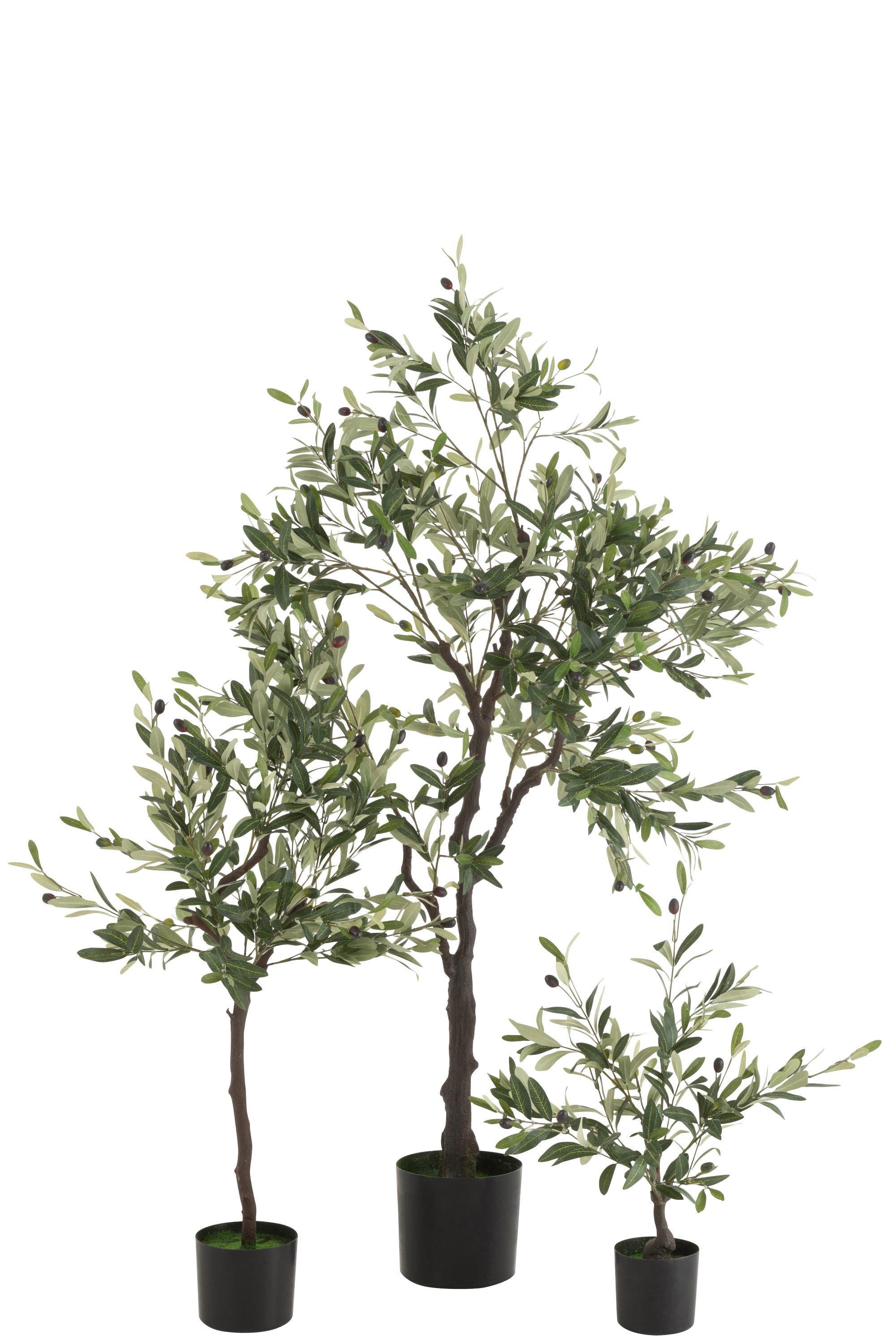 Evighetsväxt - OLIVTRÄD - 3