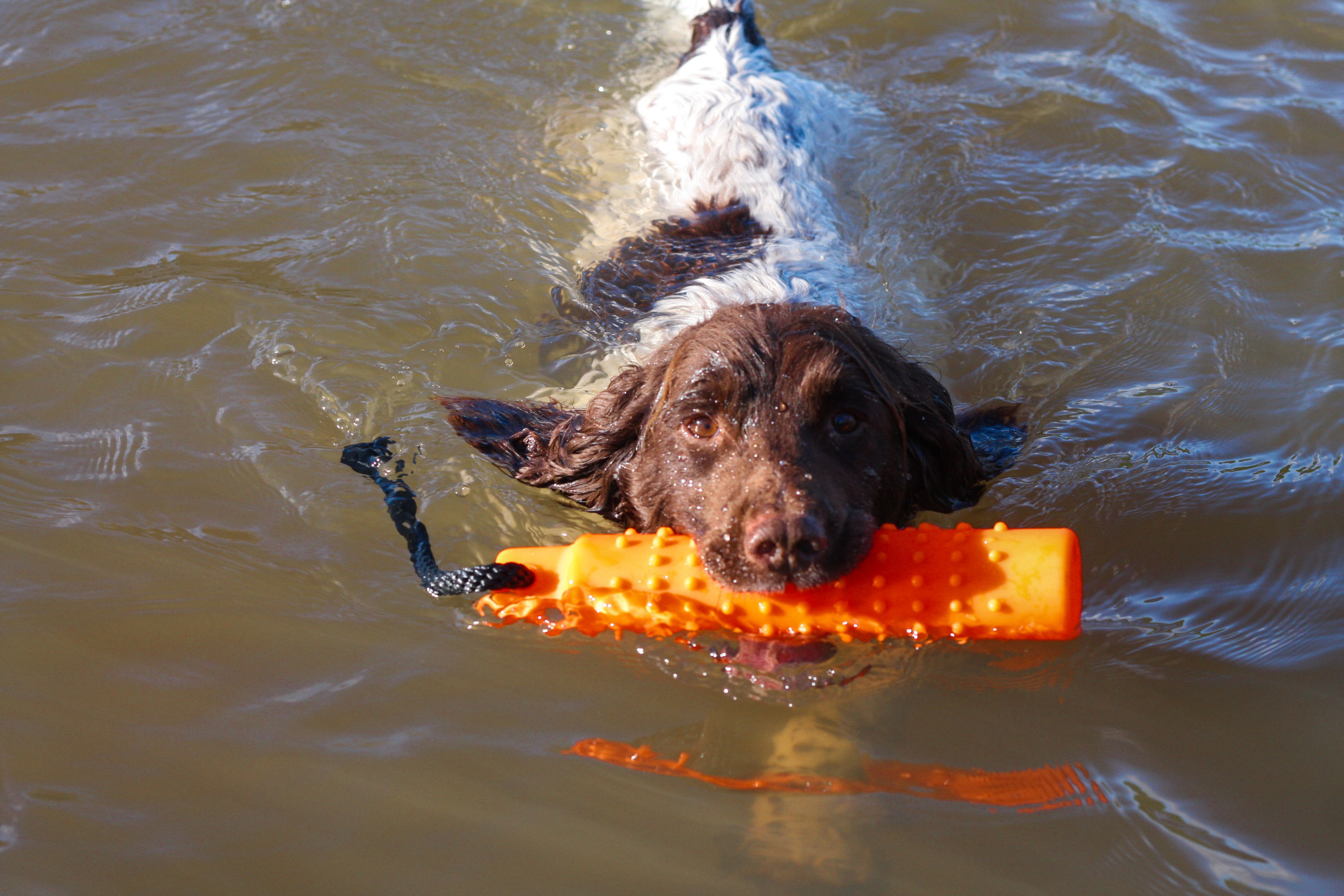 Vattendummy Sporting Saint, orange c:a 27cm - 2