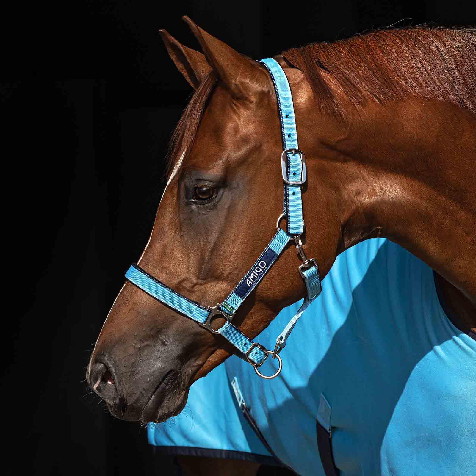 Horseware AMIGO GRIMMA delphinium blå