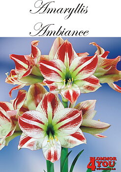 Amaryllis Jumbo  Ambiance  Lökstorlek: *34/36
