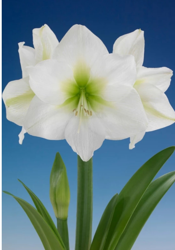Amaryllis  Antartica  Lökstorlek: *34/36 - 2