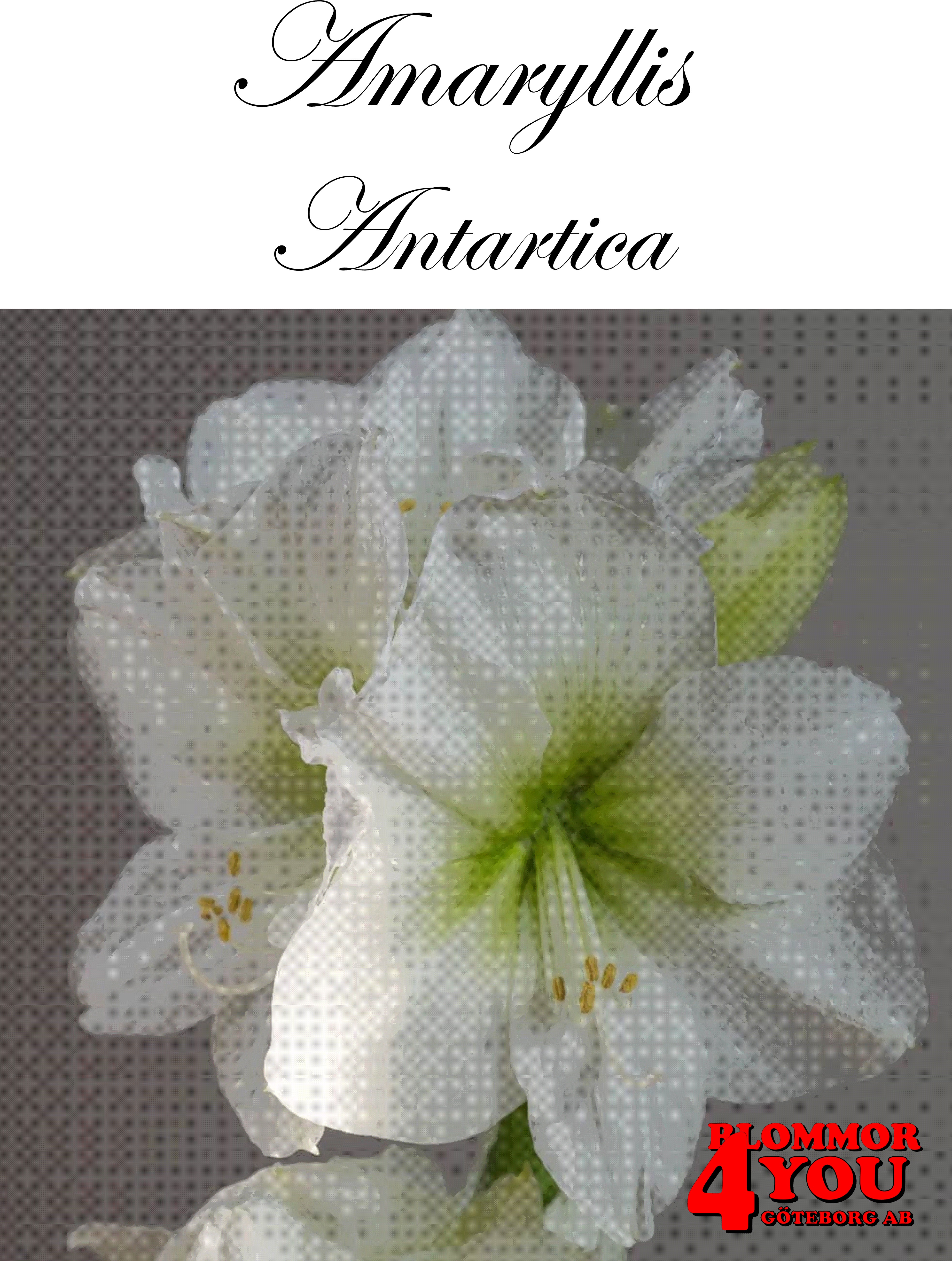 Amaryllis  Antartica  Lökstorlek: *34/36