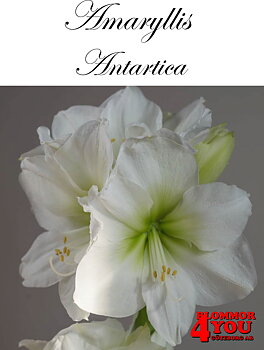Amaryllis  Antartica  Lökstorlek: *34/36