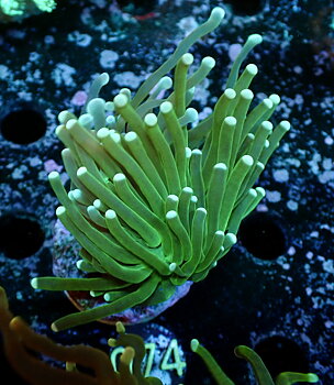 Euphyllia glabrescens Torch