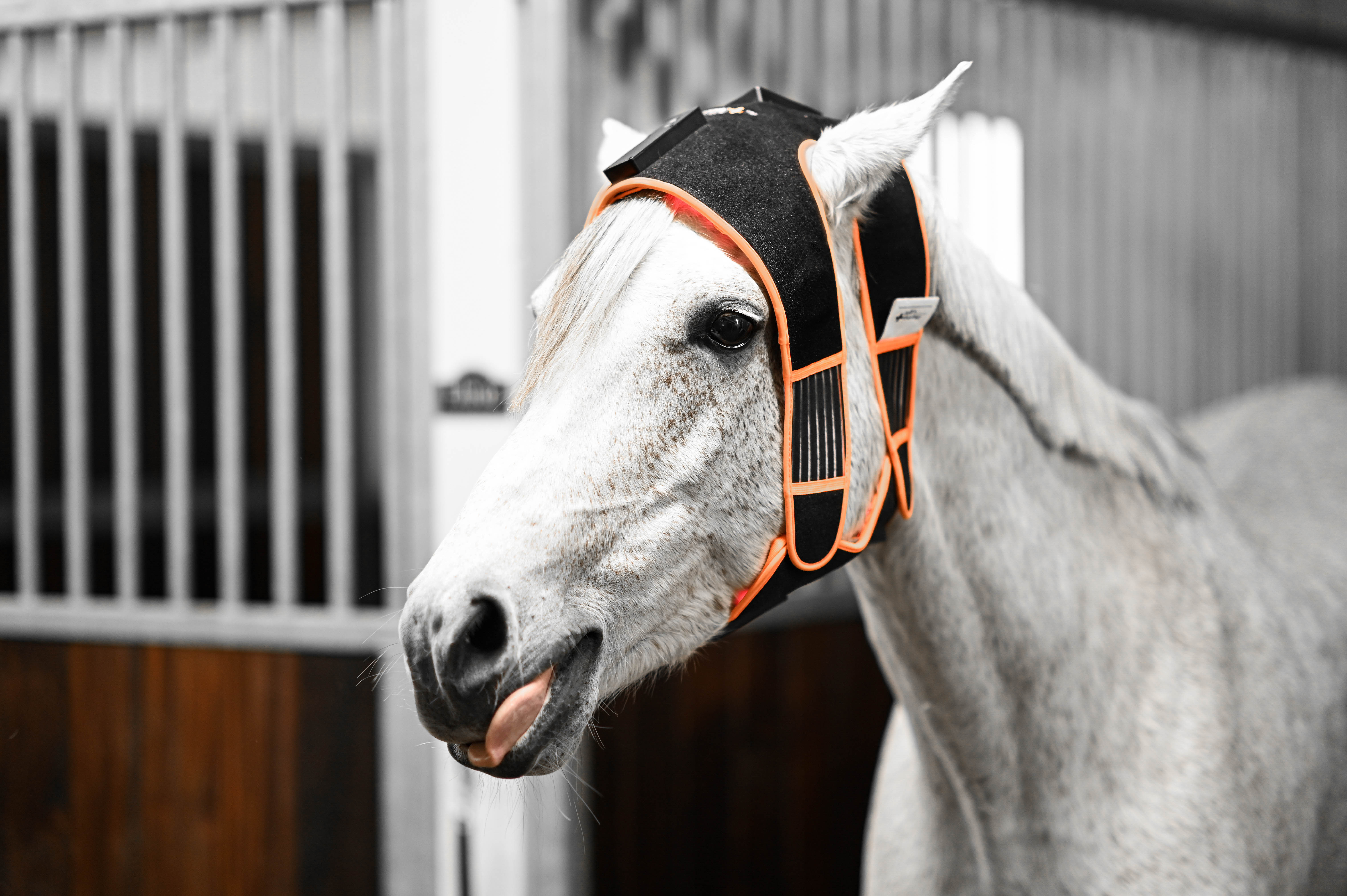 ModelLight Led Treatment Pad PEMF Equine - 3