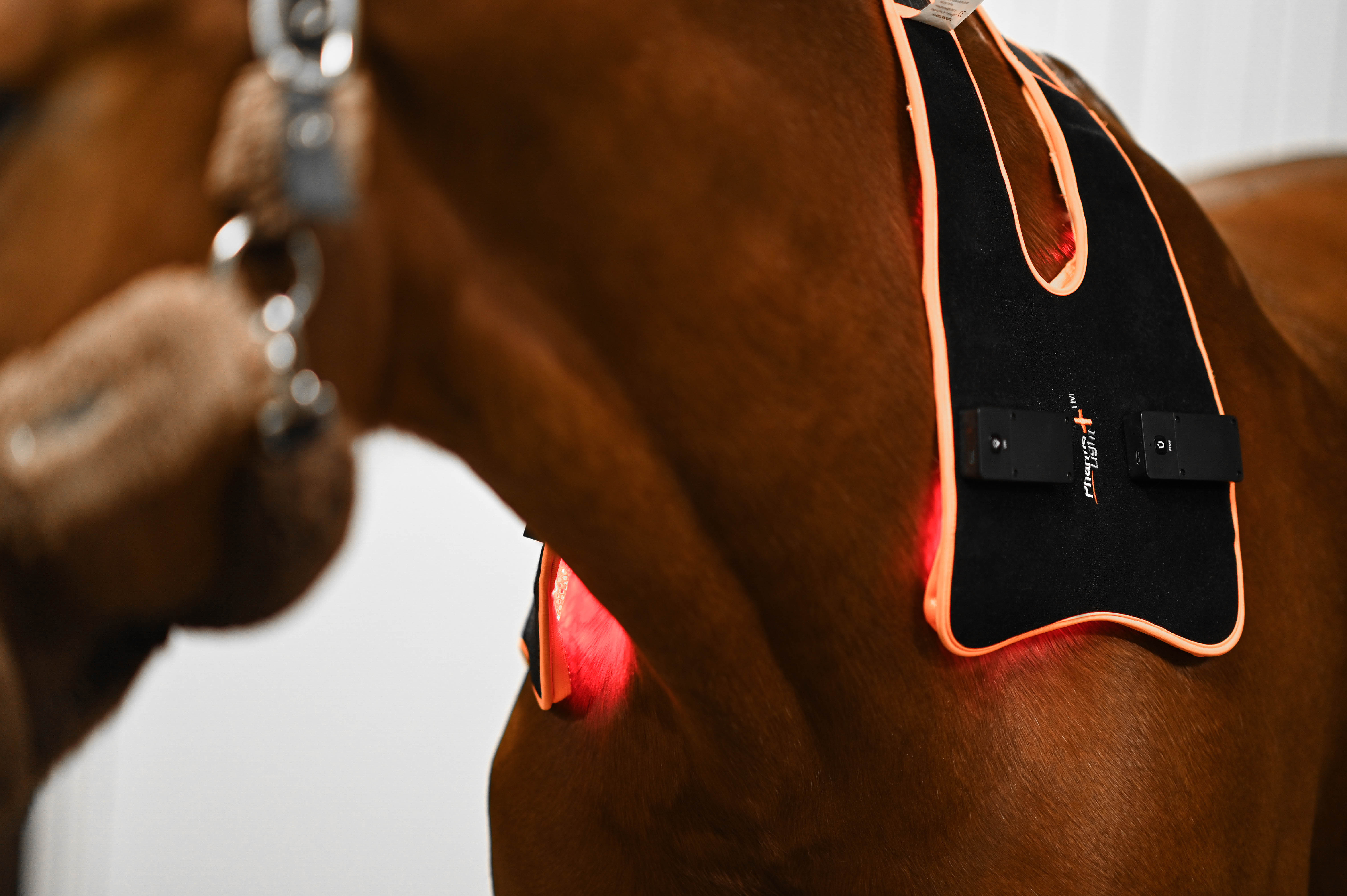 ModelLight Led Treatment Pad PEMF Equine - 4