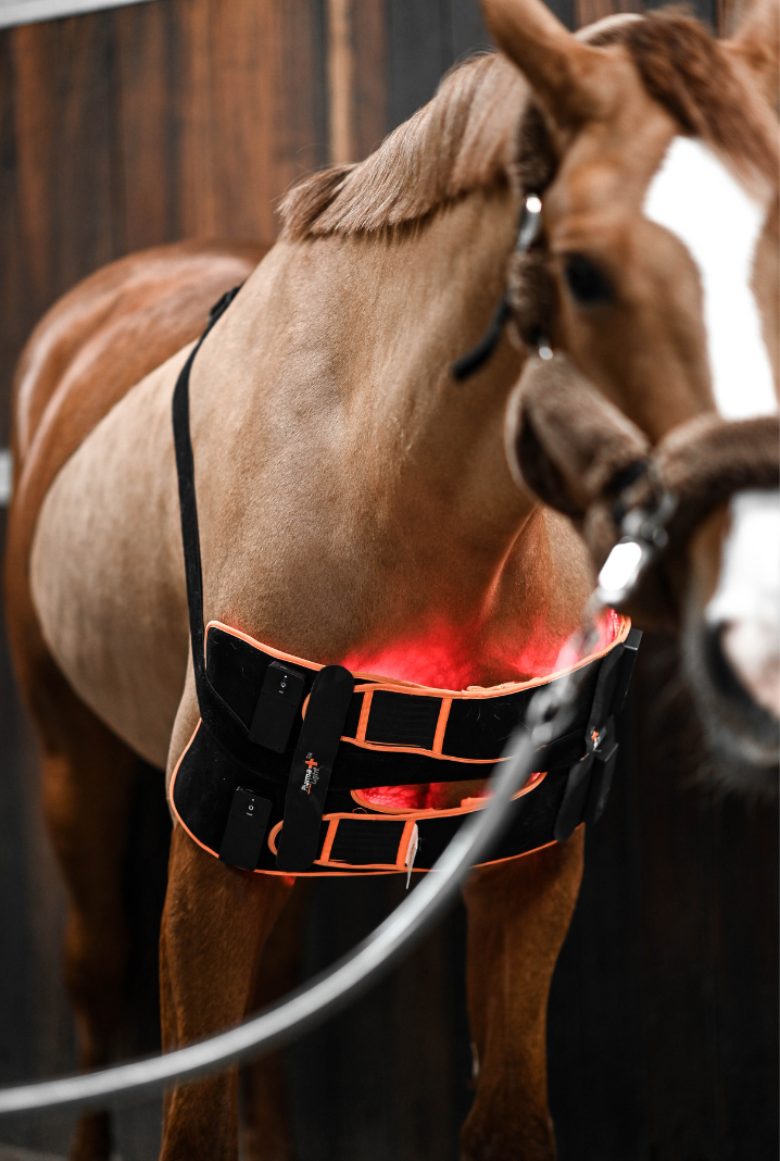 ModelLight Led Treatment Pad PEMF Equine - 8