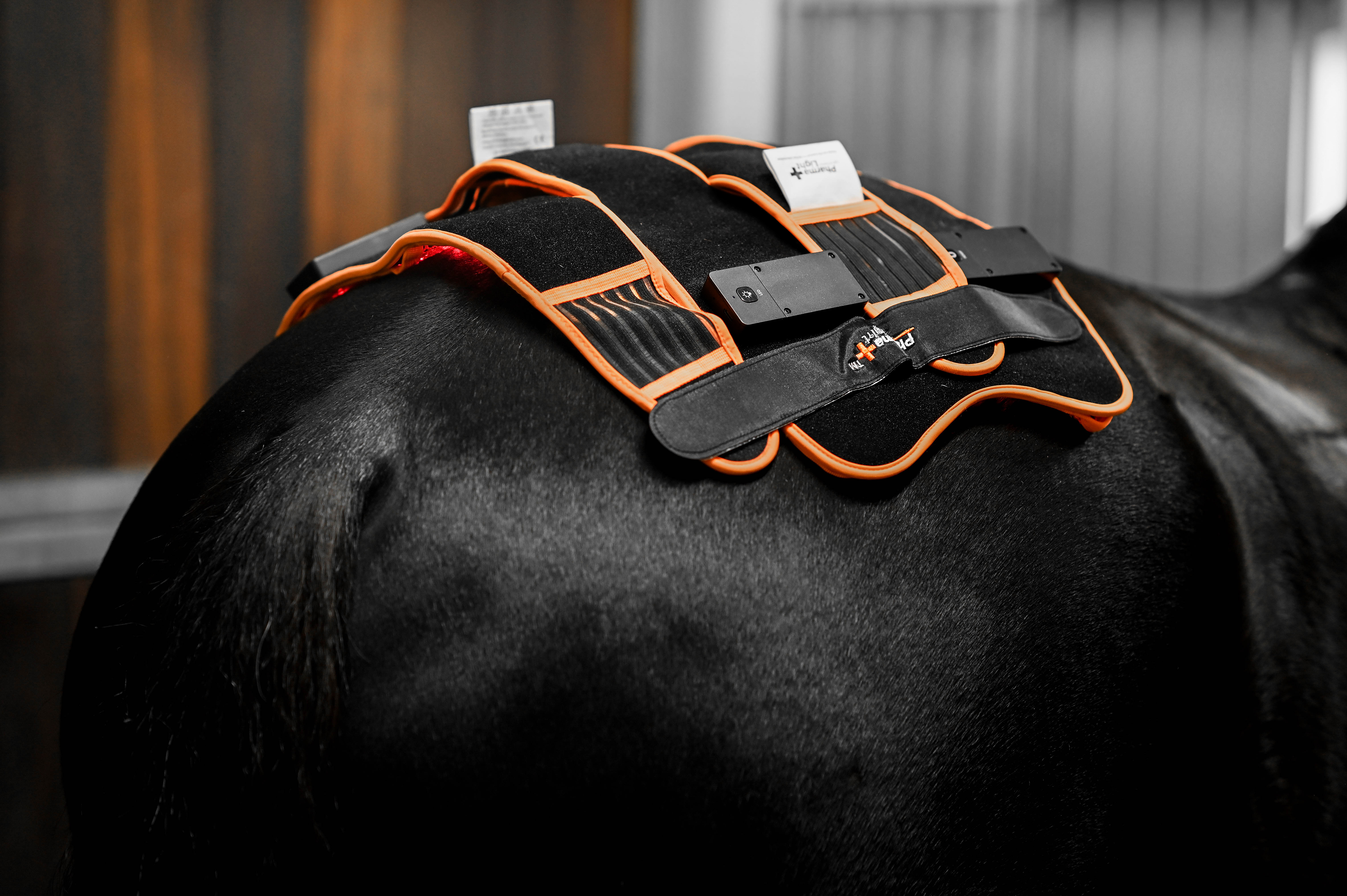 ModelLight Led Treatment Pad PEMF Equine - 6