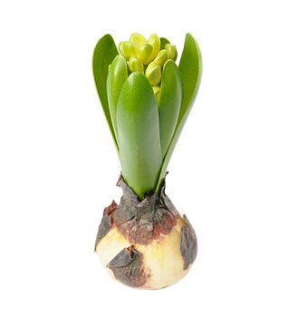 Hyacint Mr Plant
