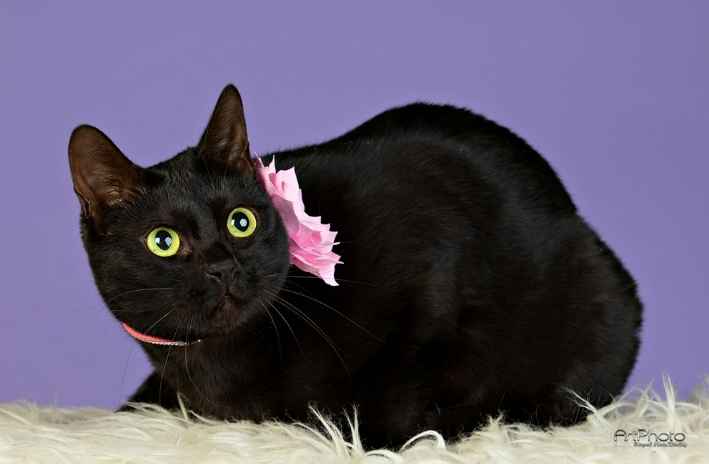 Katthalsband strass och blomma Rosa - 3