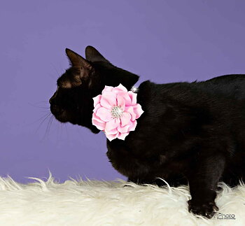 Katthalsband strass och blomma Rosa