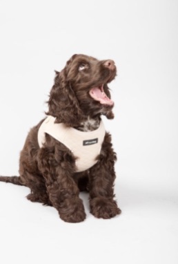 Nordog Park Dog Harness Beige - 3