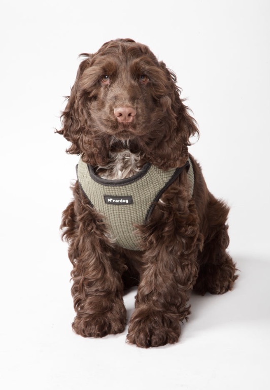 Nordog Park Dog Harness - Olive - 2