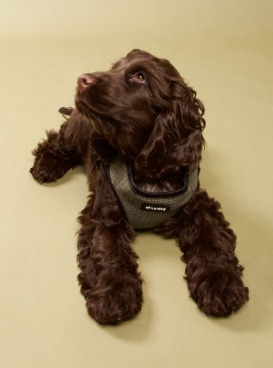 Nordog Park Dog Harness - Olive - 4