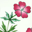 ラース・トーレン  Floraシリーズ　四角のピンクフラワーの陶板 20cm  1950年代