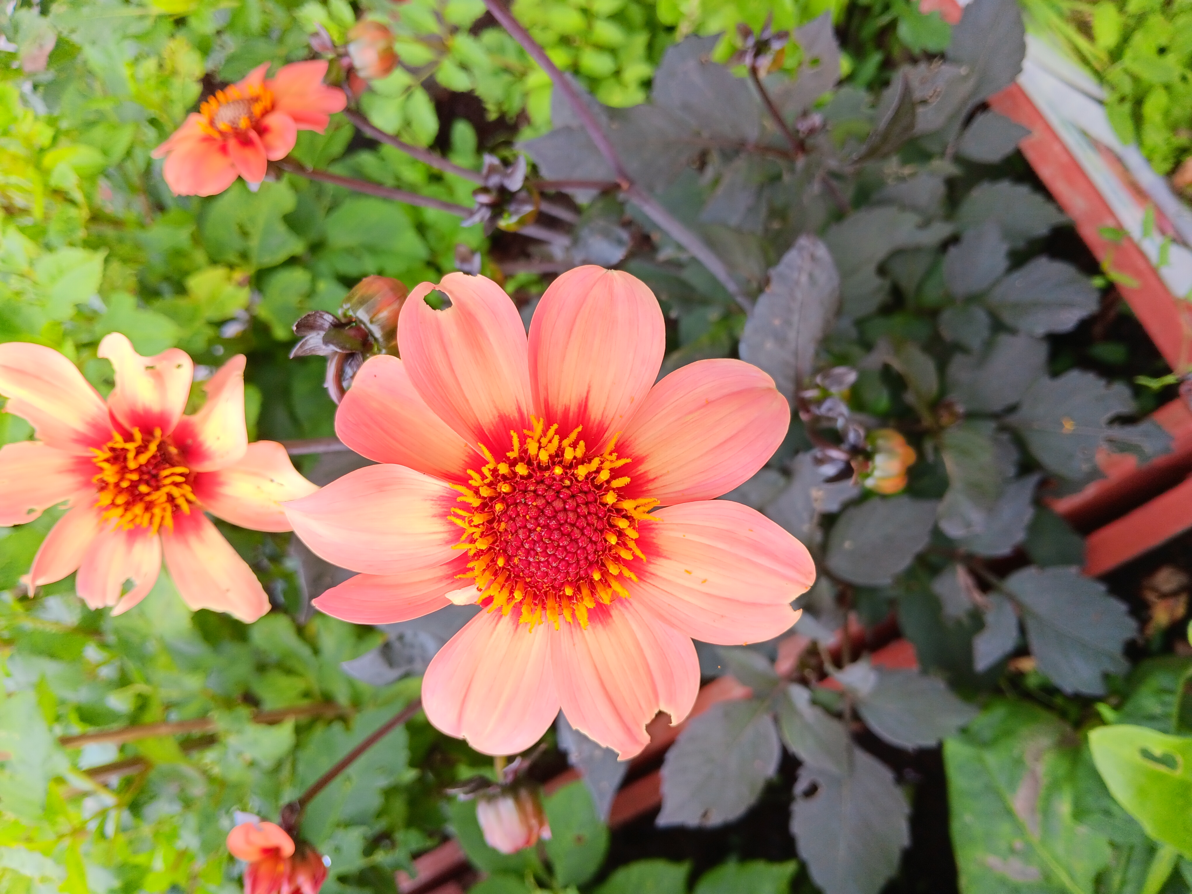 Dahlia  HS Kiss "Enkelblommande" - 2