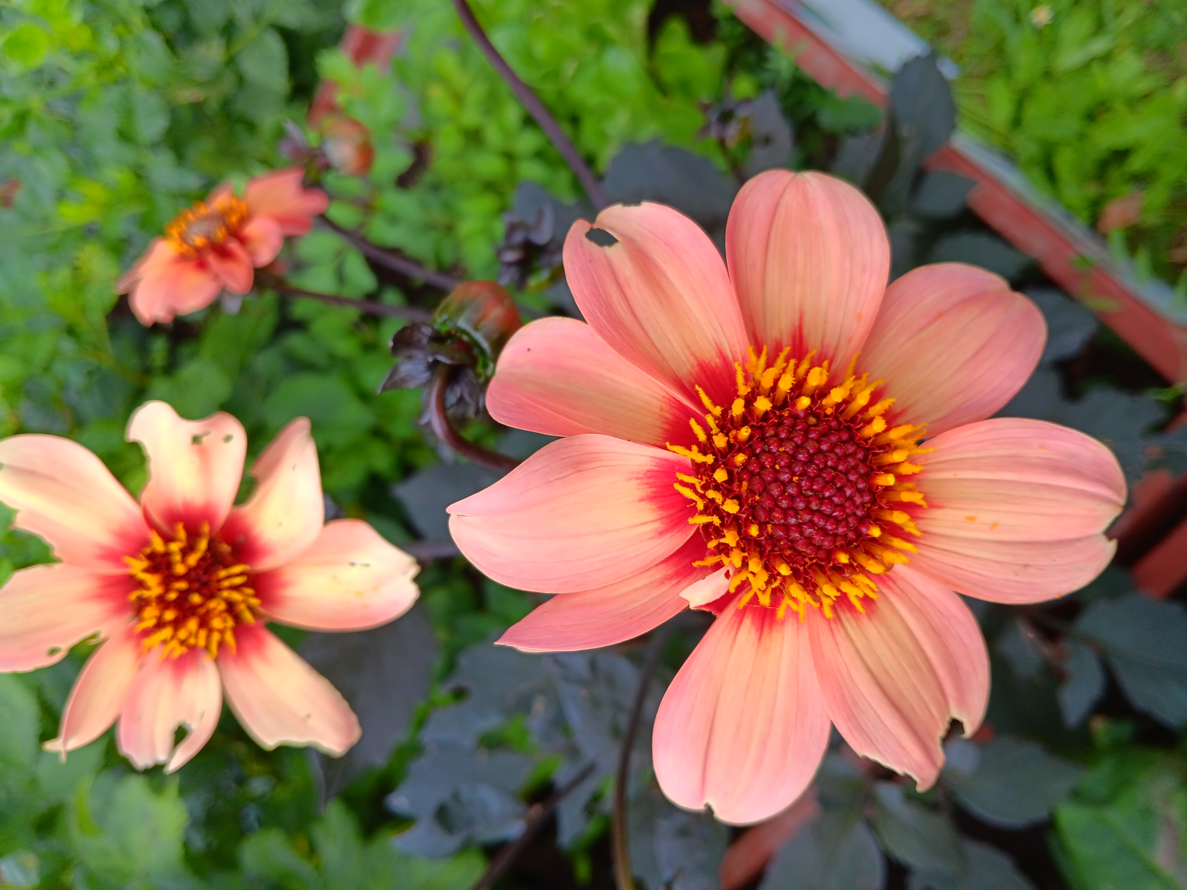 Dahlia  HS Kiss "Enkelblommande" - 3