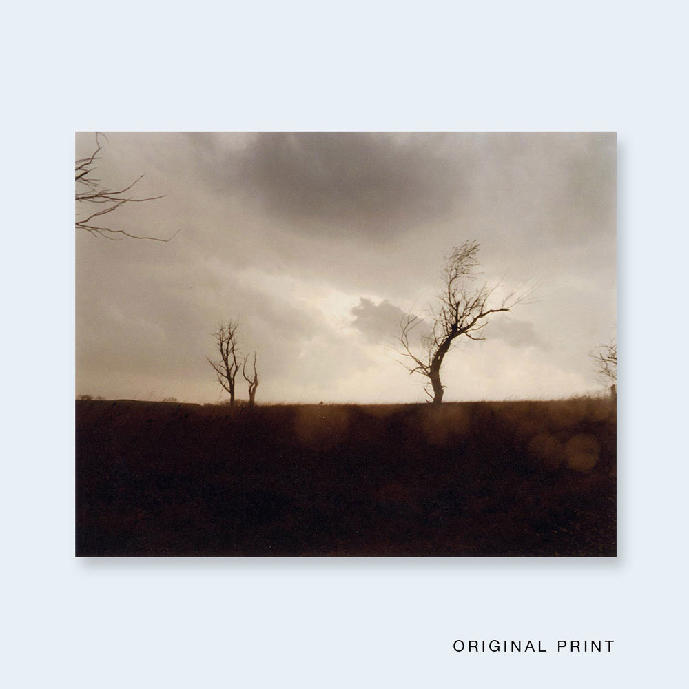 Todd Hido: Cracked Trees (One Picture Books # 59) - 2