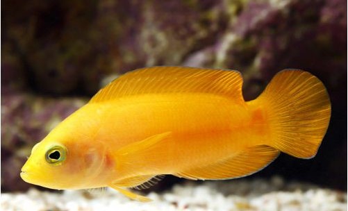 Pseudochromis Fuscus 