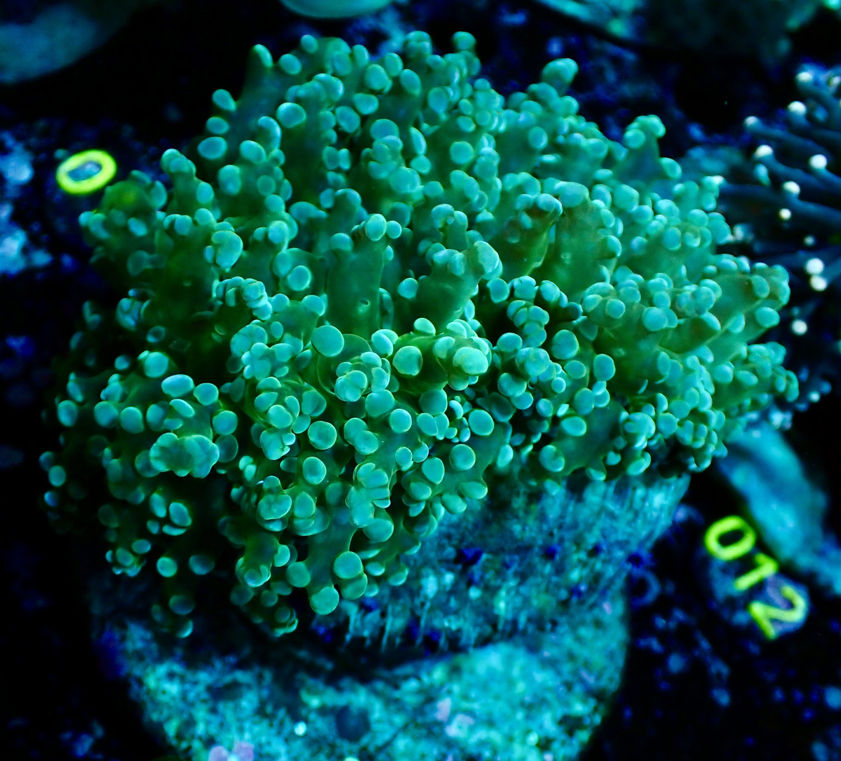 Euphyllia Paradivisa