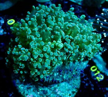Euphyllia Paradivisa