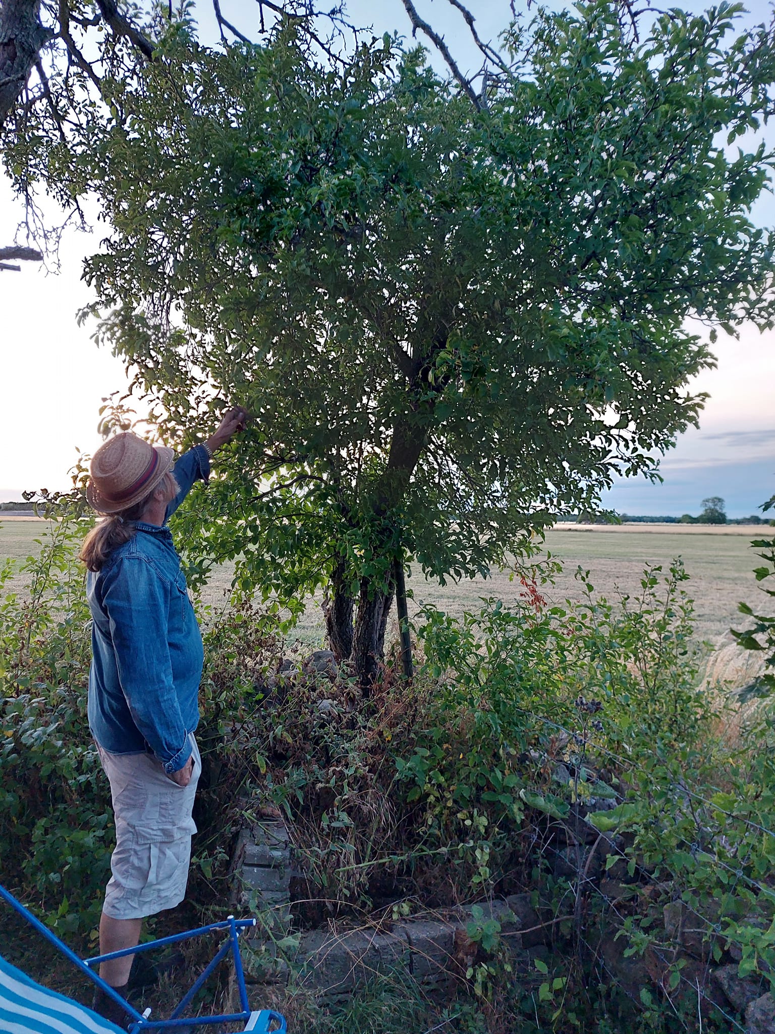 Ölandstorpet, ute och trädgårdsbilder - 13