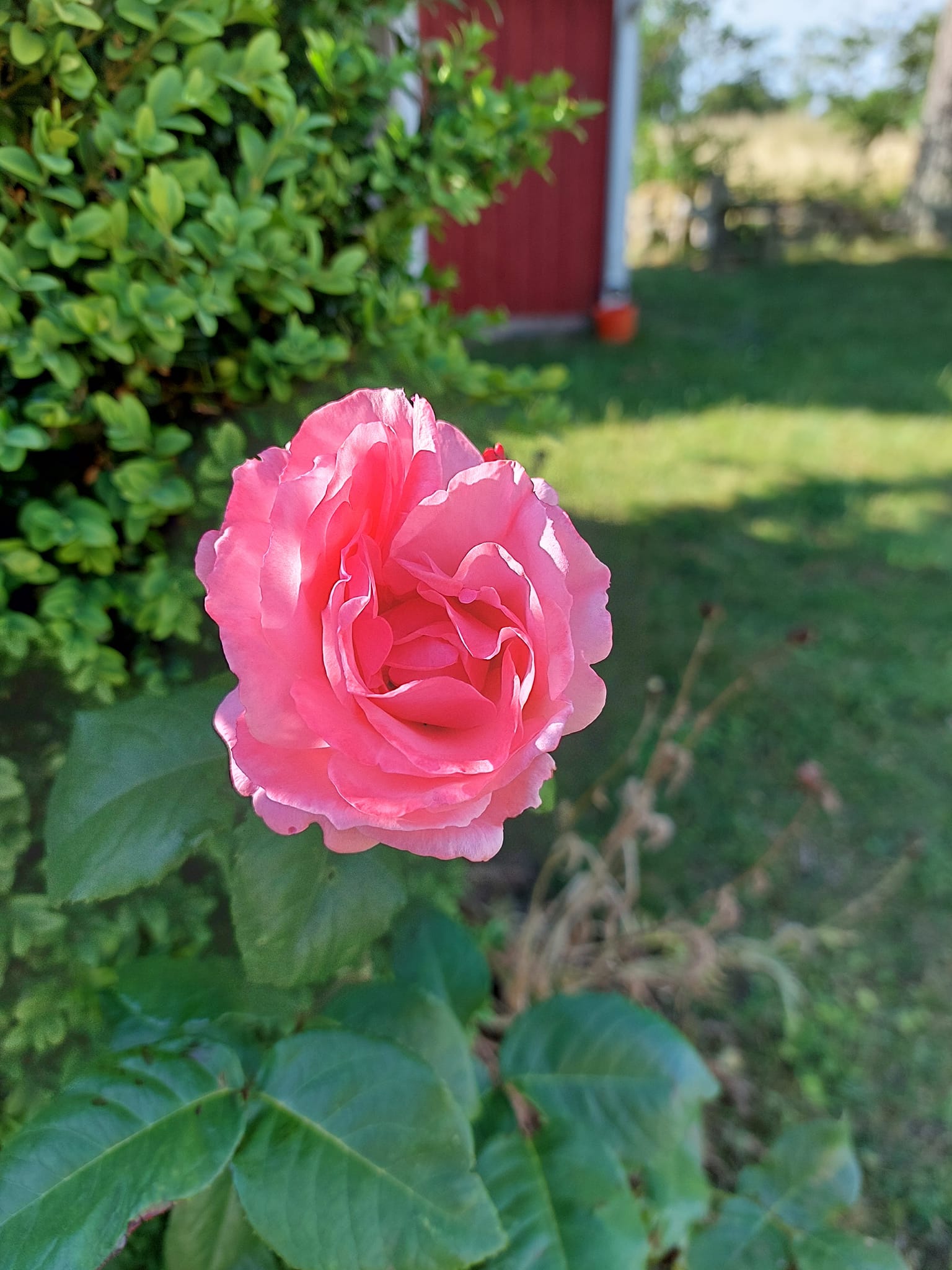 Ölandstorpet, ute och trädgårdsbilder - 18
