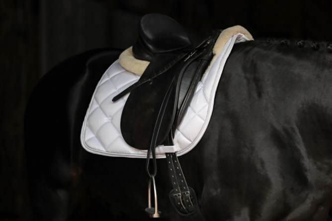 Covalliero Schabrak DR Empara - 2