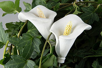 Blomma Kalla/Stick Vit