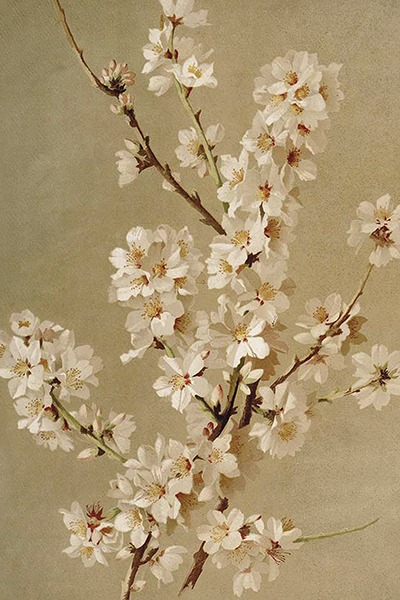 Postcard Almond flowers Sköna Ting