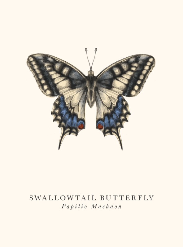 Swallowtail Butterfly, Greeting Card