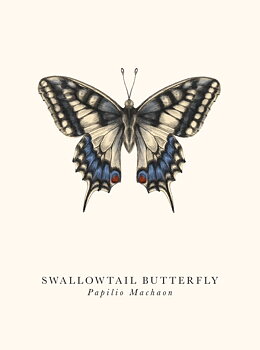 Swallowtail Butterfly, Greeting Card