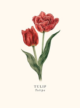 Tulip, Greeting Card