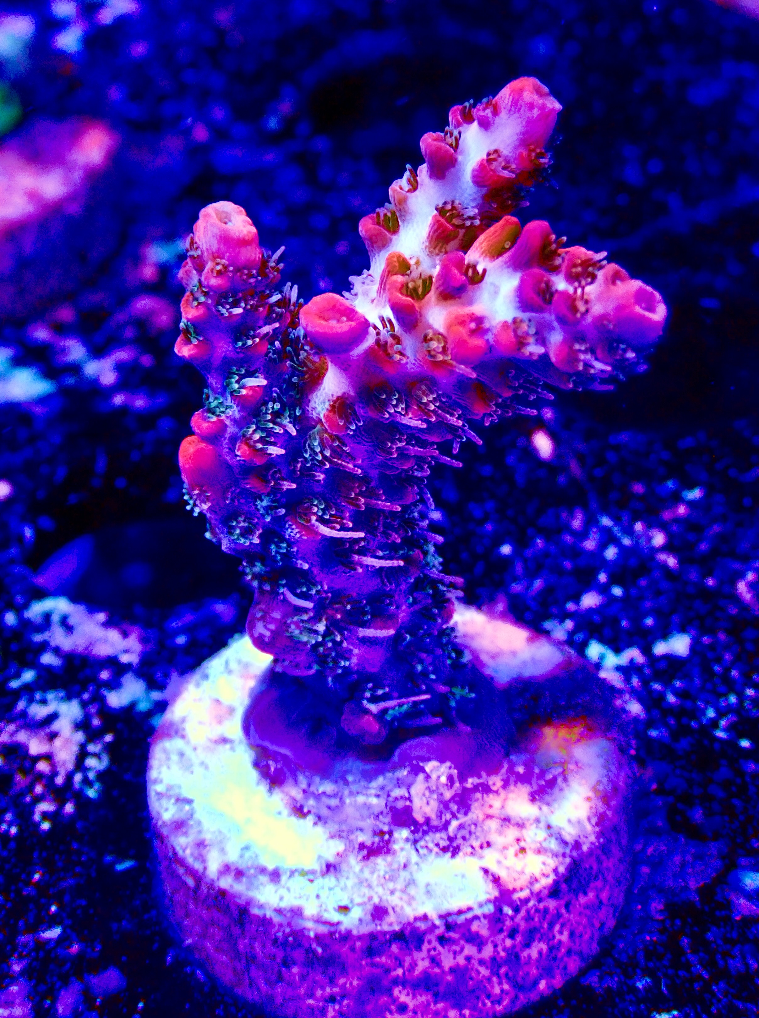 Acropora spp. OOL Pink Inferno