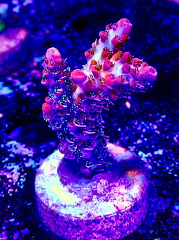 Acropora spp. OOL Pink Inferno