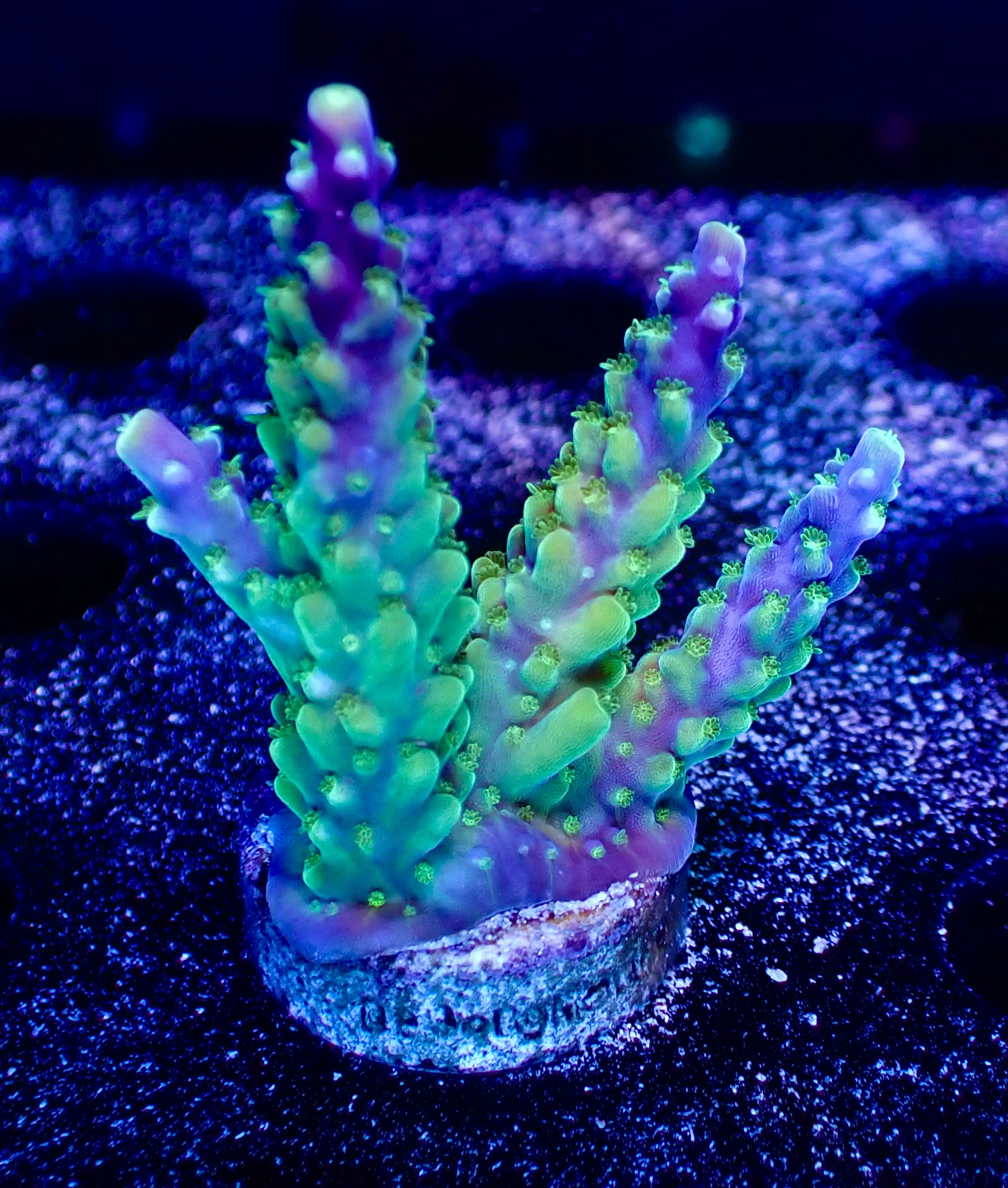 Acropora spp. OOL Blue Lagoon