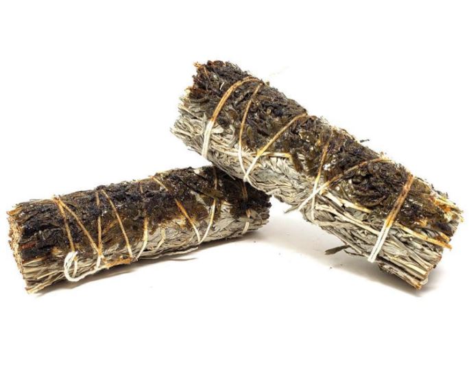 Blå Shasta Salvia / Copal Smudge  - 15cm