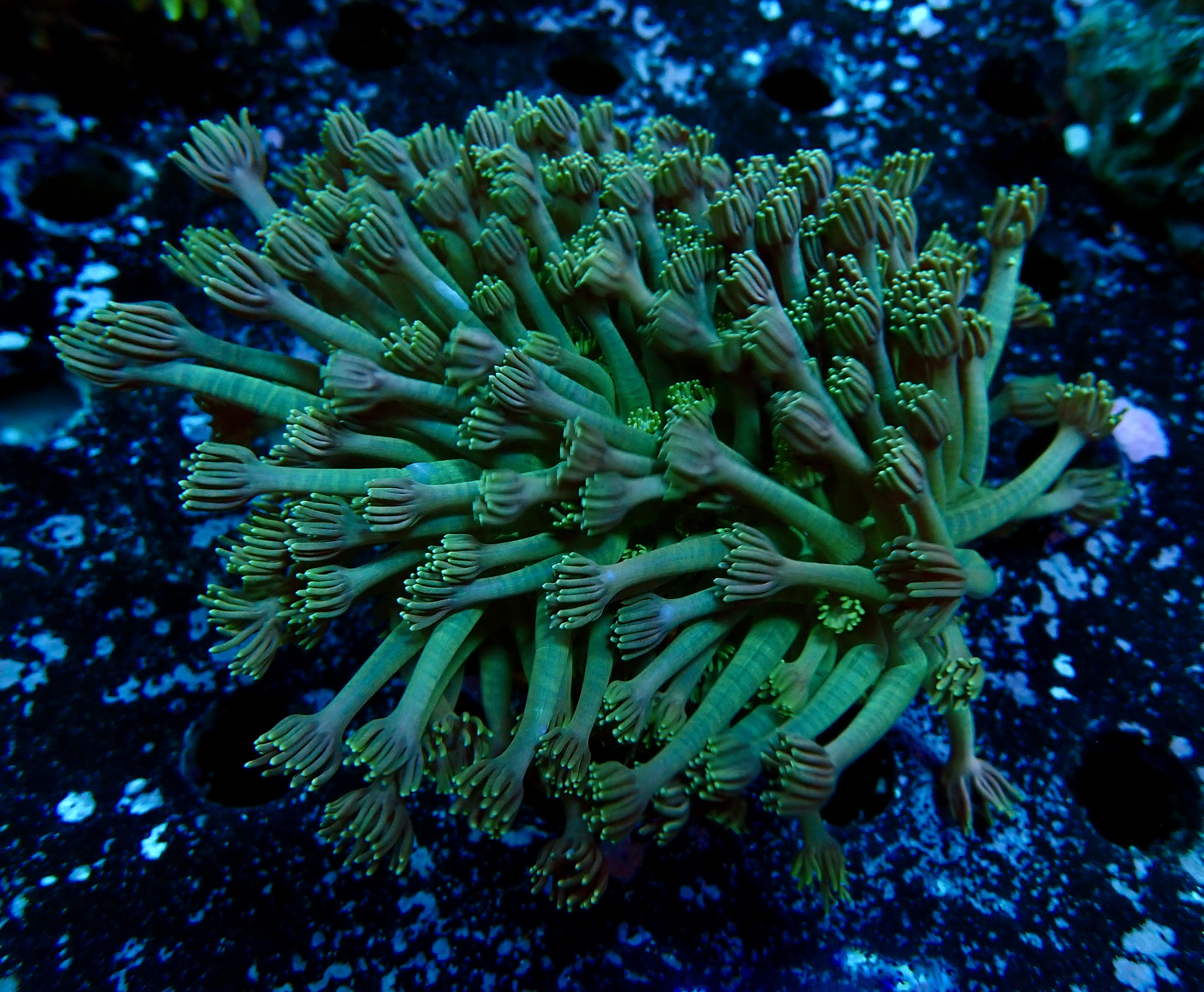 Goniopora spp. Lobata