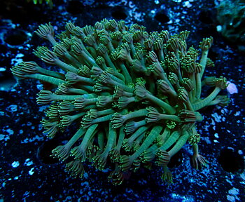 Goniopora spp. Lobata