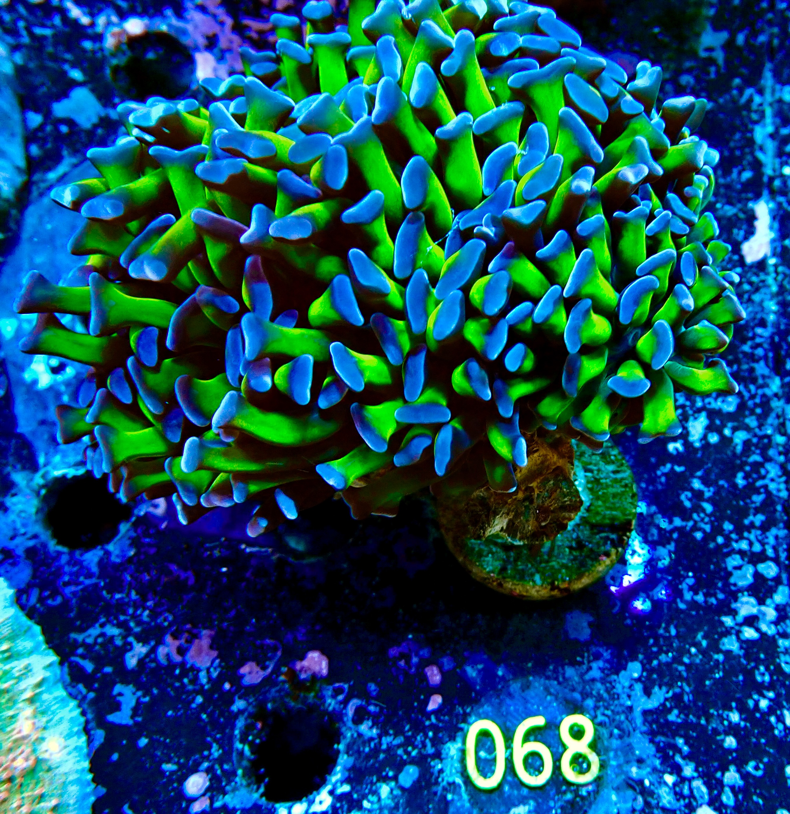 Euphyllia paraancora two tone