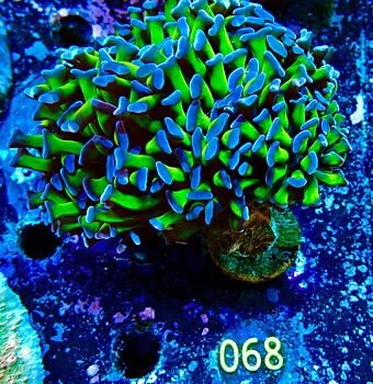 Euphyllia paraancora two-tone