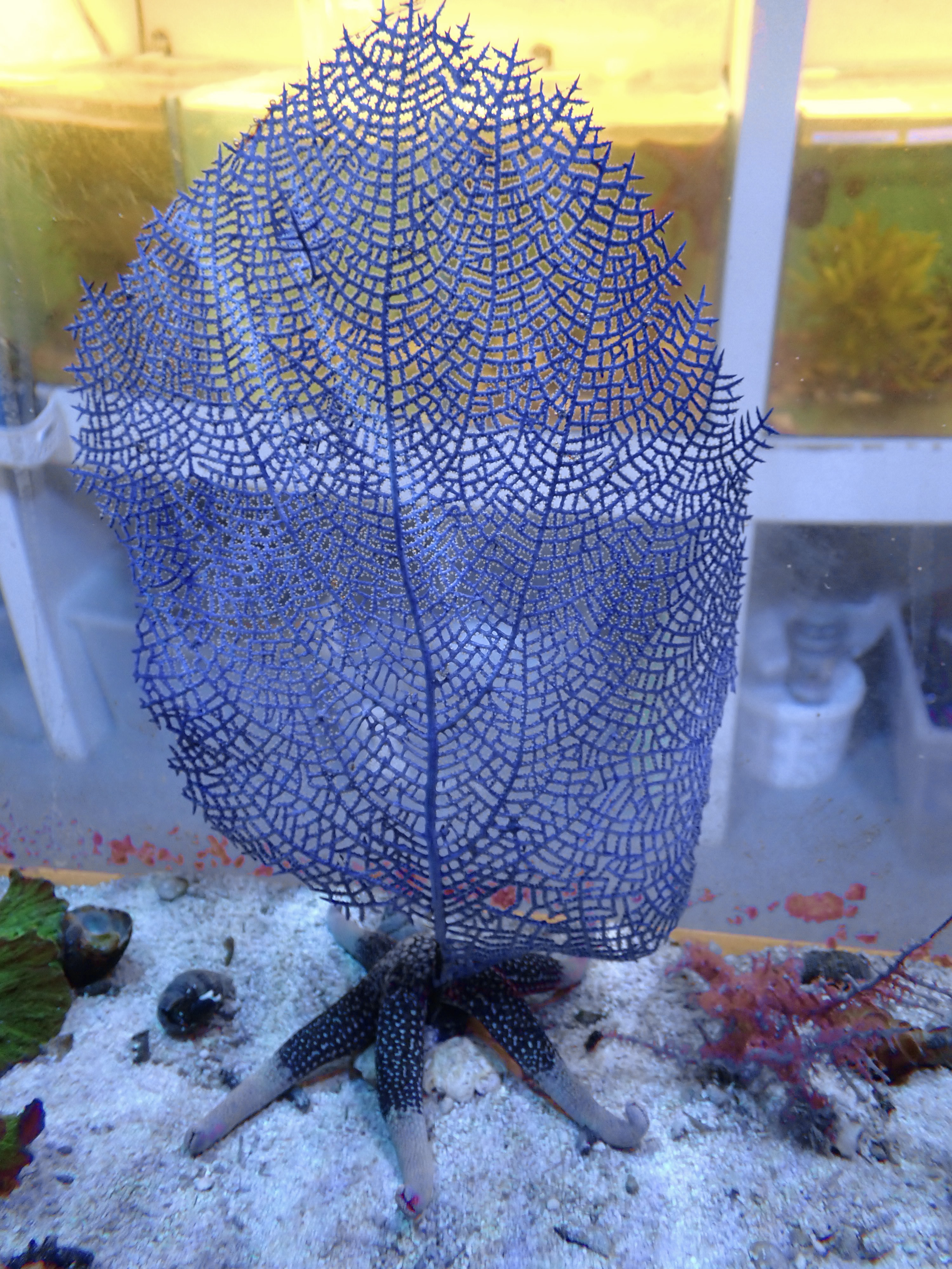 Gorgonia Ventalina Blue